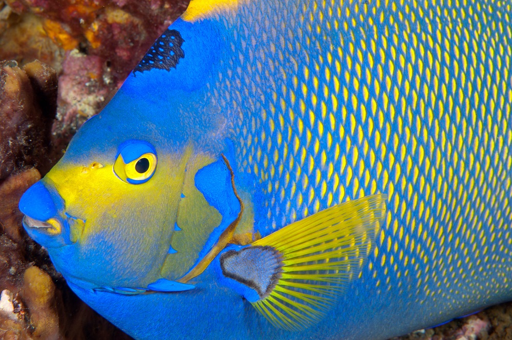 5 Types of Angelfish for the Marine Aquarium Maryland Aquarium Design