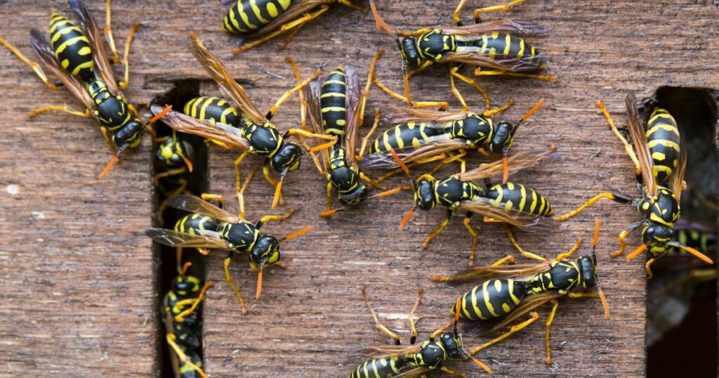 How Do You Stop Wasps From Attacking You?