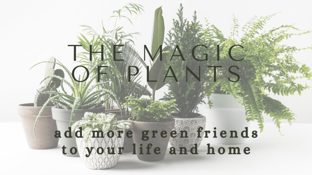 The Magic of Adding More Plants to Your Life Fantasy Afield