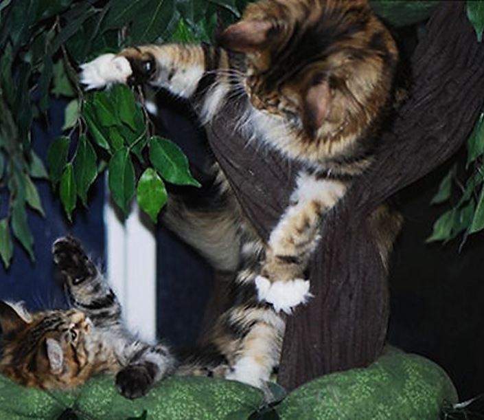 Maine Coon Cat Trees Fantasy Cat Trees