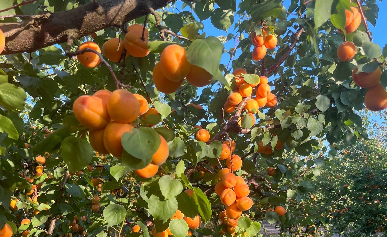 Fresh California Apricots Fruit Stand in Patterson, CA