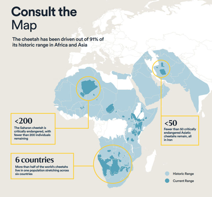 Cheetah populations are worse off than we thought Fanvive