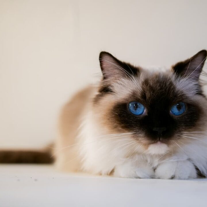 Are Ragdoll Cats Dumb Intelligence & Other Facts