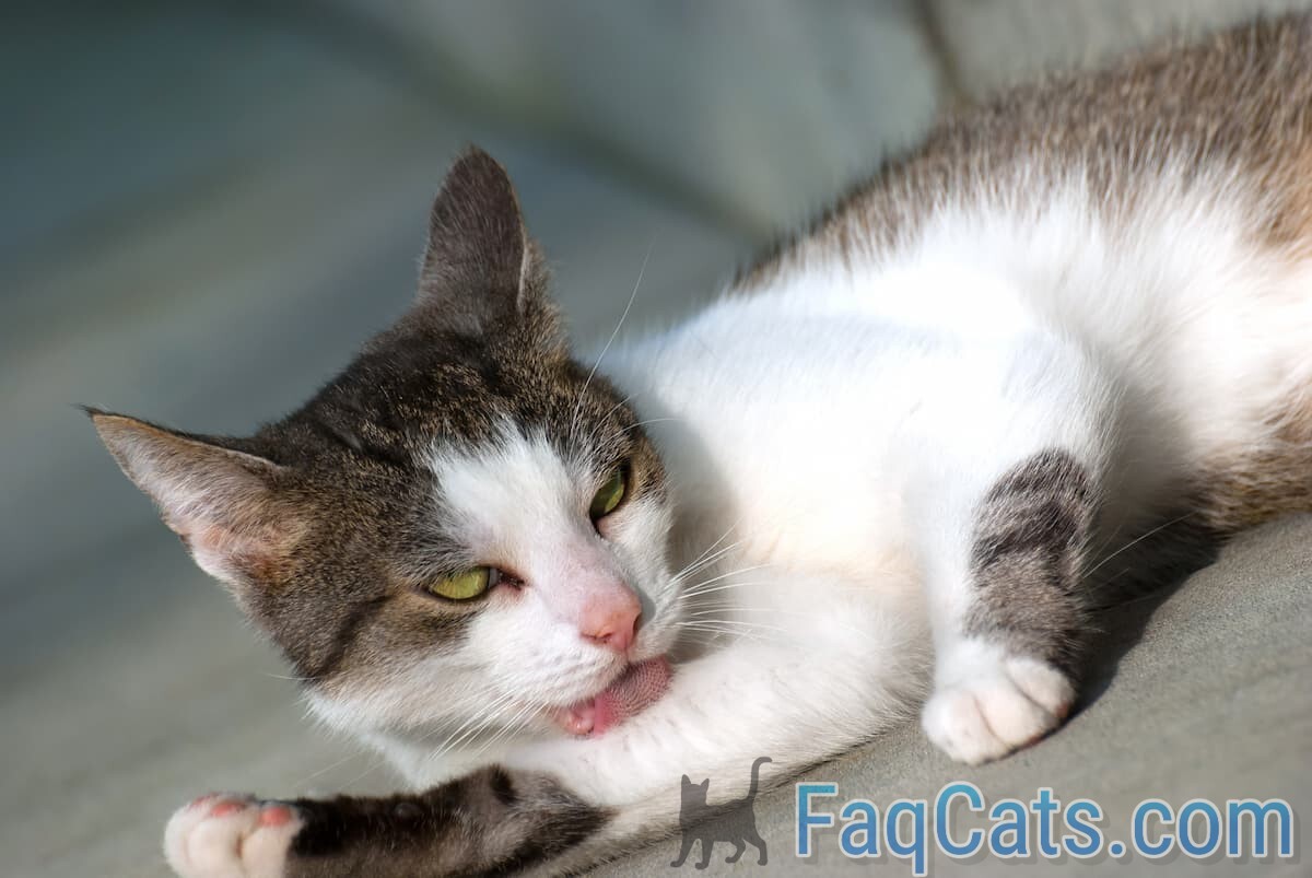 Can Cats Control Their Purr The Interesting Answer