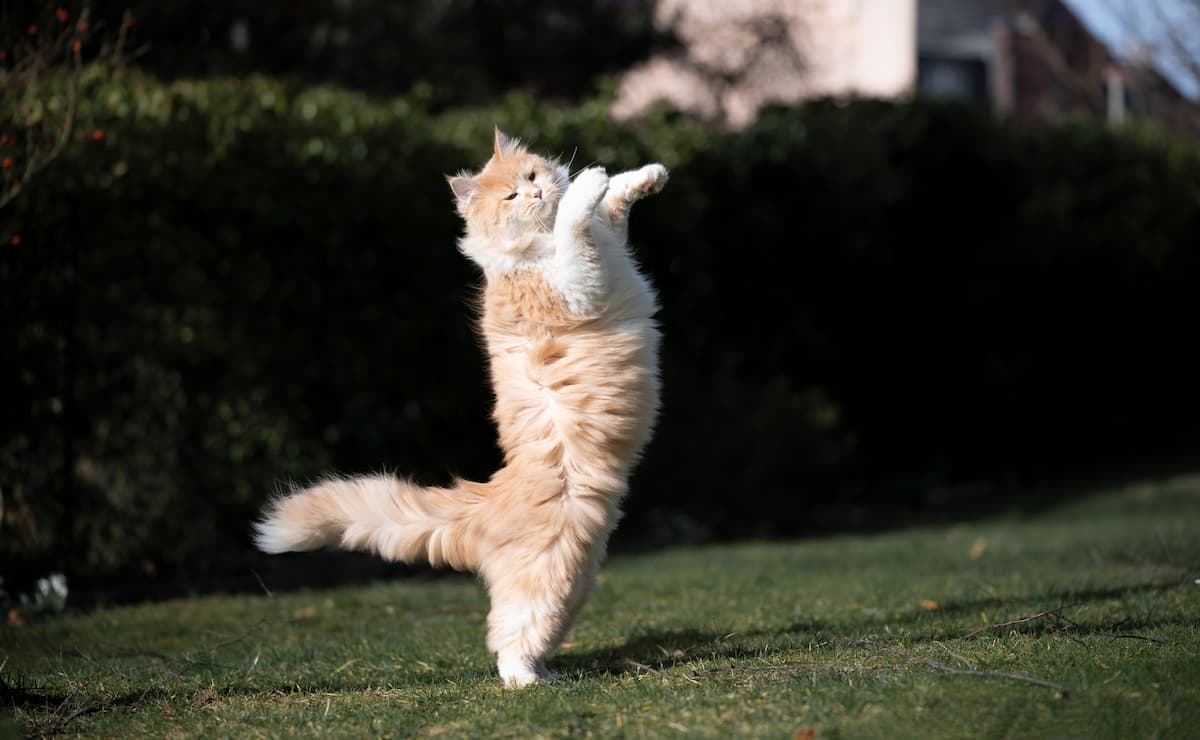 Can Cats Do Backflips A Cats Athleticism Explained!