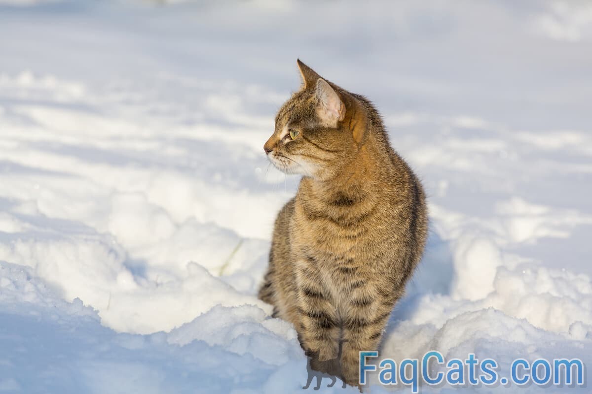Can Cats Find Their Way Home In The Snow