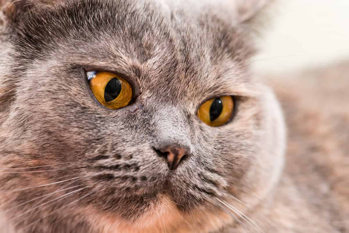 Cat With Orange Eyes 7 Breeds That Have Them!