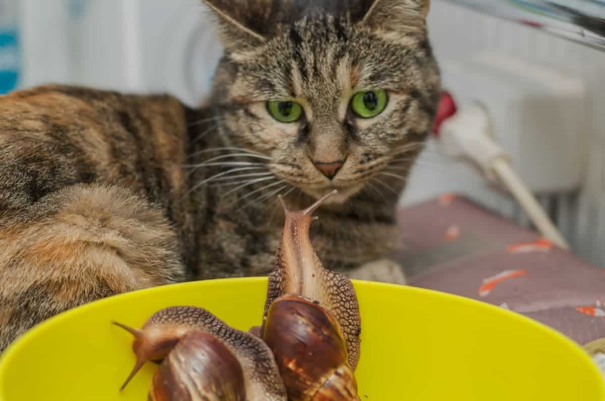 Do Cats Eat Snails The Fascinating Answer!