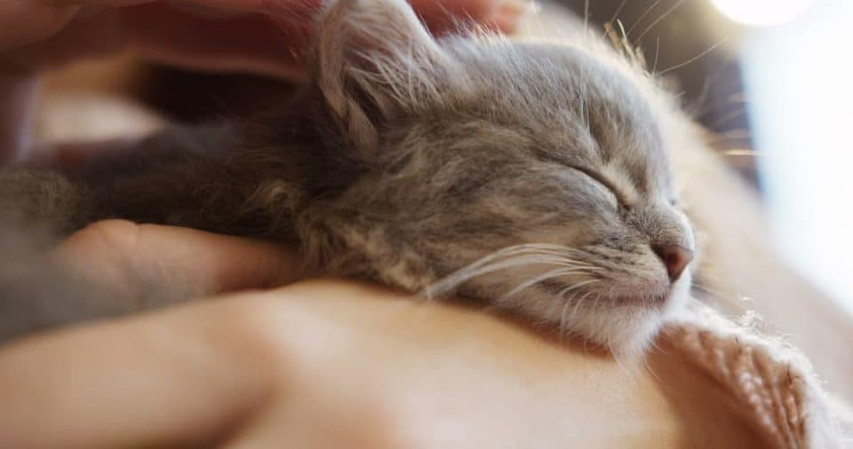 Do Kittens Less Affectionate Things To Know!