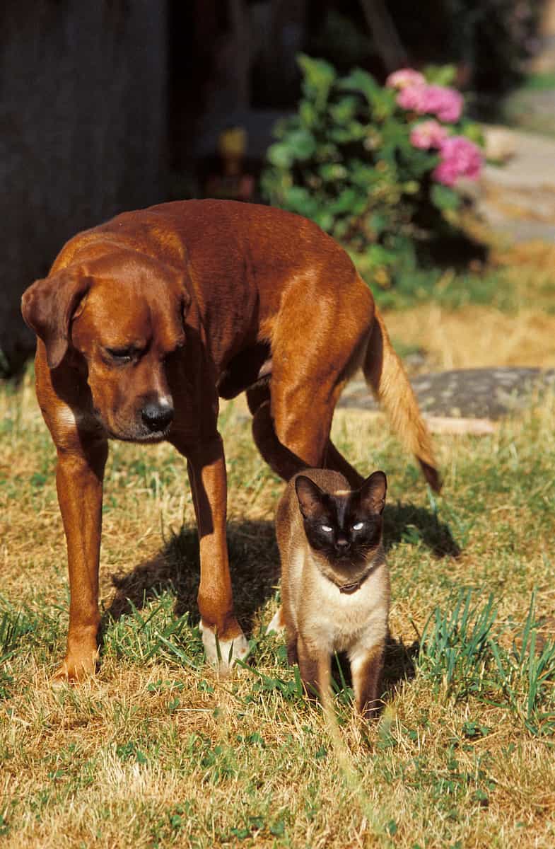 Do Siamese Cats Like Dogs A Guide To Introducing Them