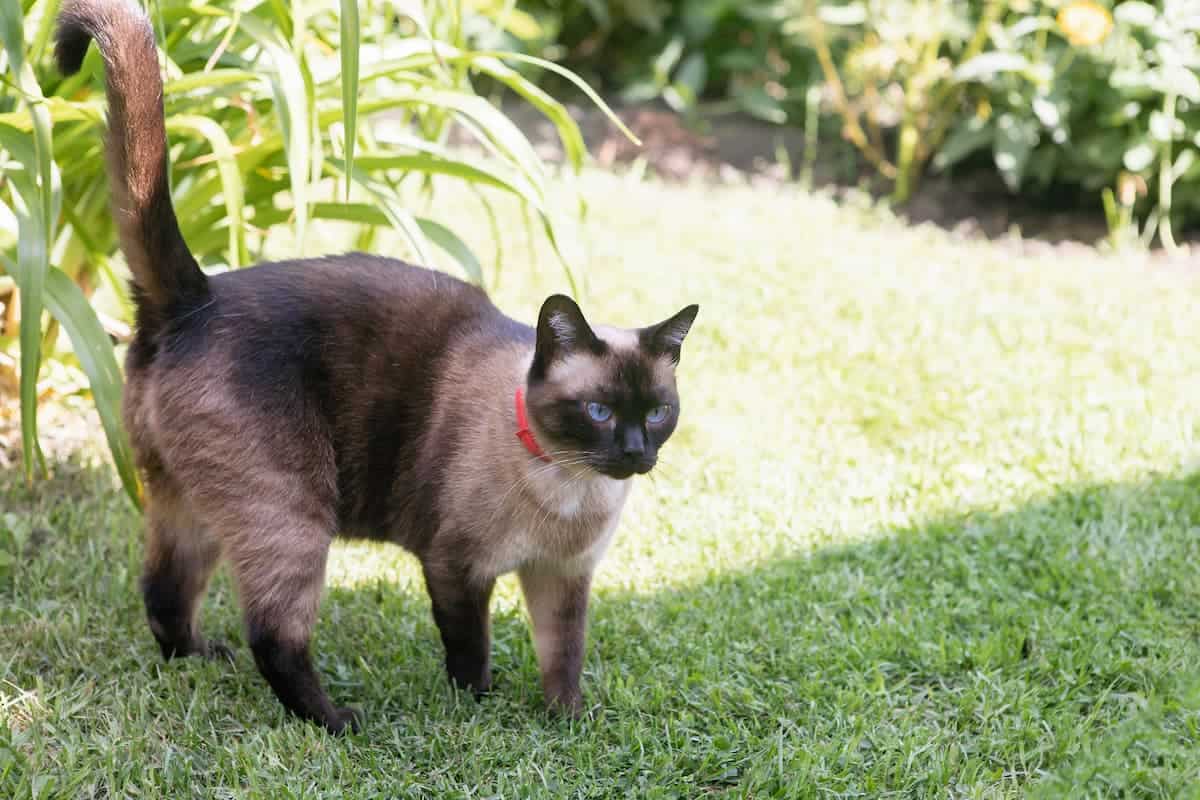 Do Siamese Cats Shed Are They Hypoallergenic?