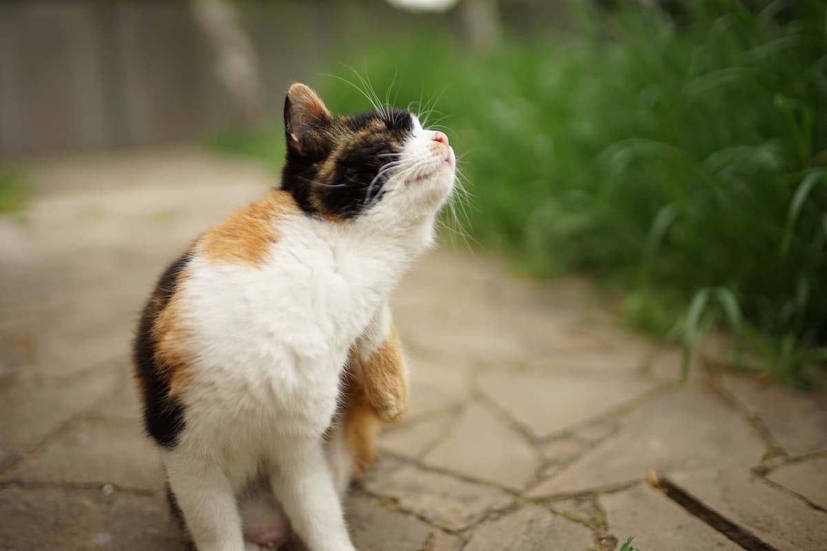 Does Advantage Expire For Cats Info & More