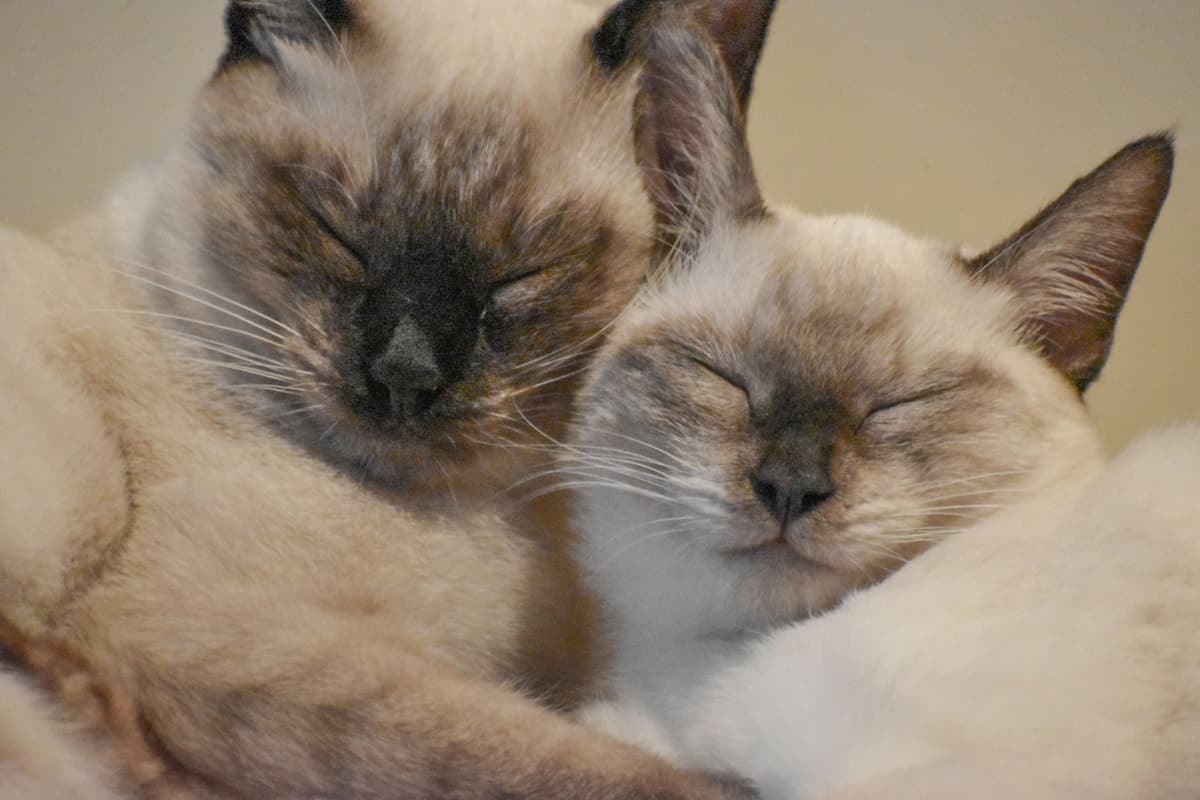 Male Vs Female Siamese Cat An InDepth Comparison