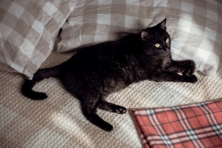 What Does A Black Cat Symbolize Spiritual Meaning, Myths