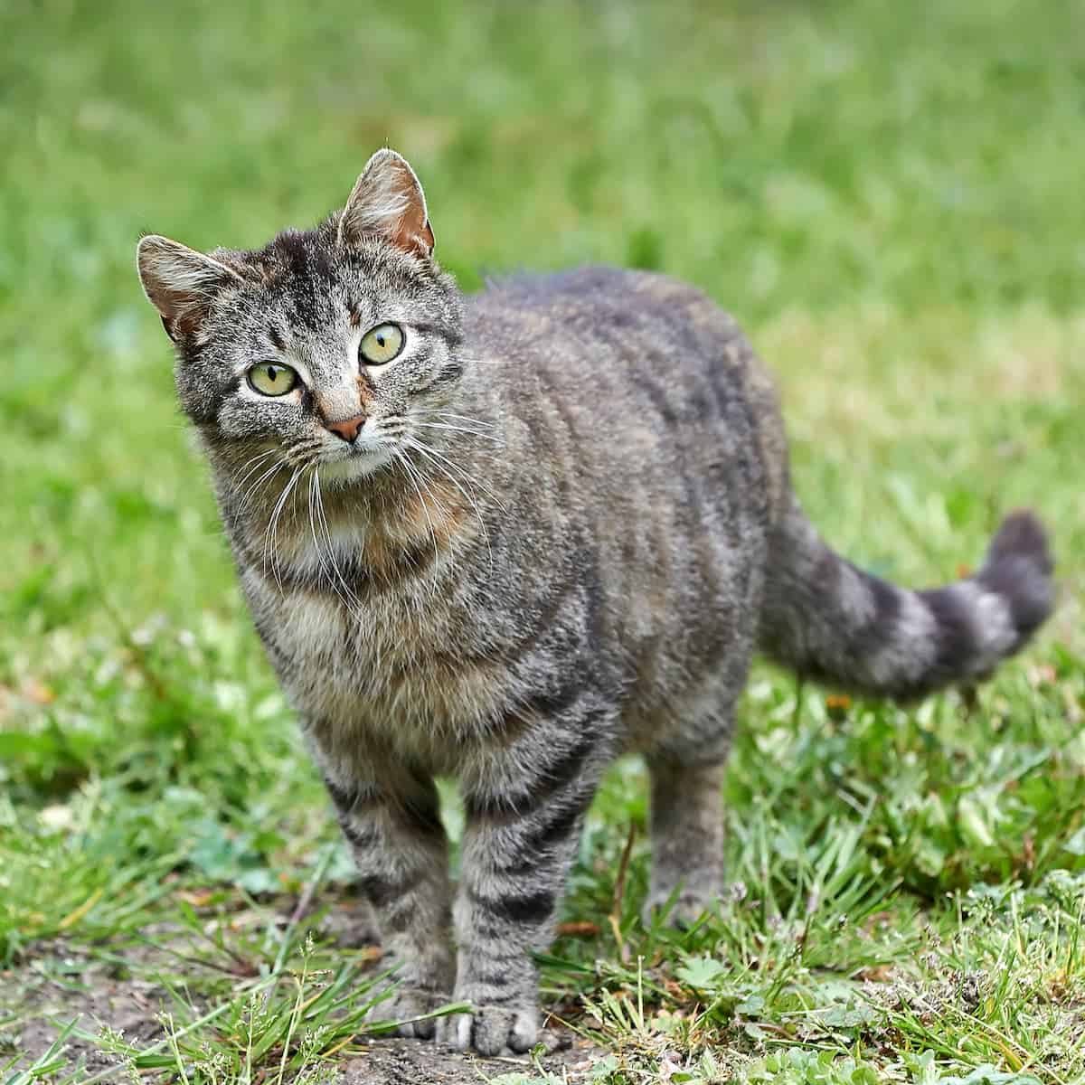 What Is Cow Hocked In Cats The Deformity Explained