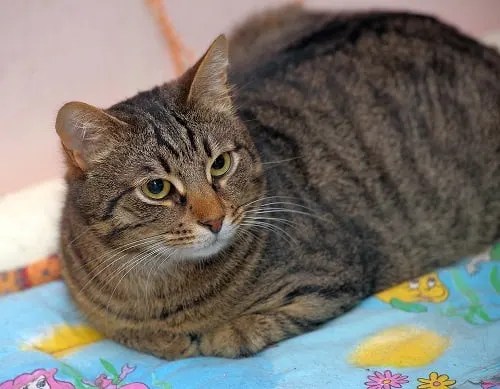 Why Do Cats Bob Their Heads – The Unique Reason – Faqcats.com