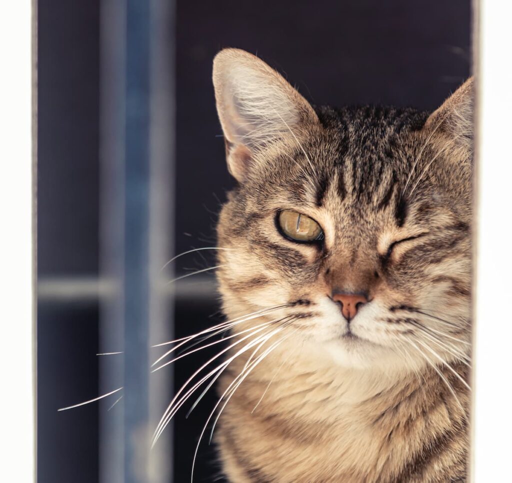 Why Do Cats Wink Reasons &amp; Things To Consider