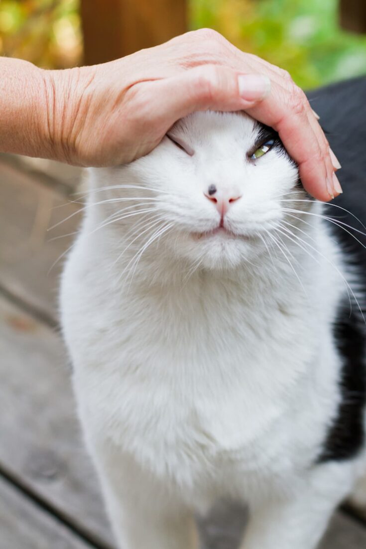 Why Does My Cat Not Like To Be Pet