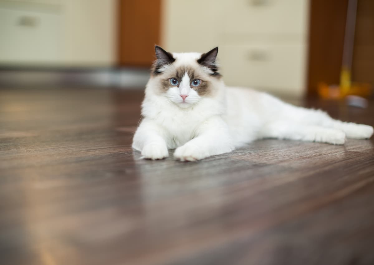 Why Is My Ragdoll Cat So Aggressive 5 Reasons To Consider