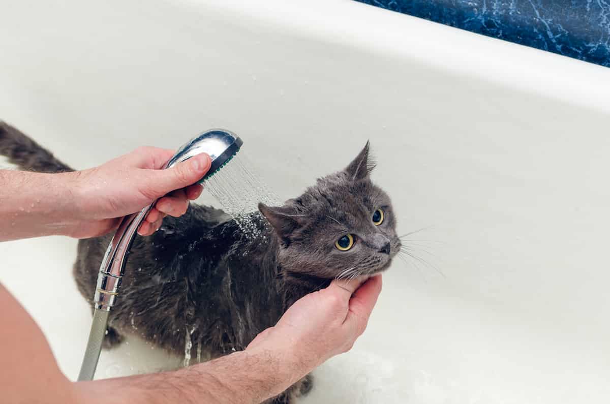 What Soap Can I Use To Wash My Cat