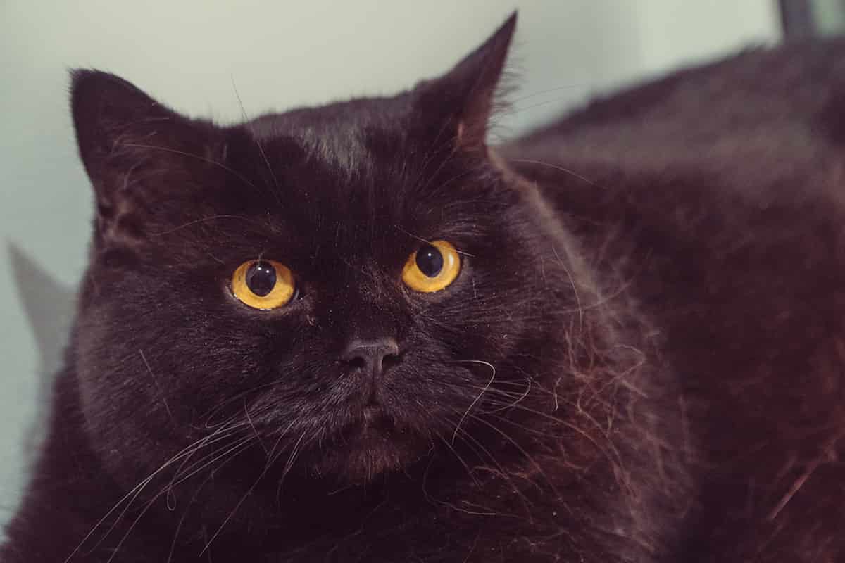 Why Are Black Cats Called Void The Weird Reasons Surrounding It