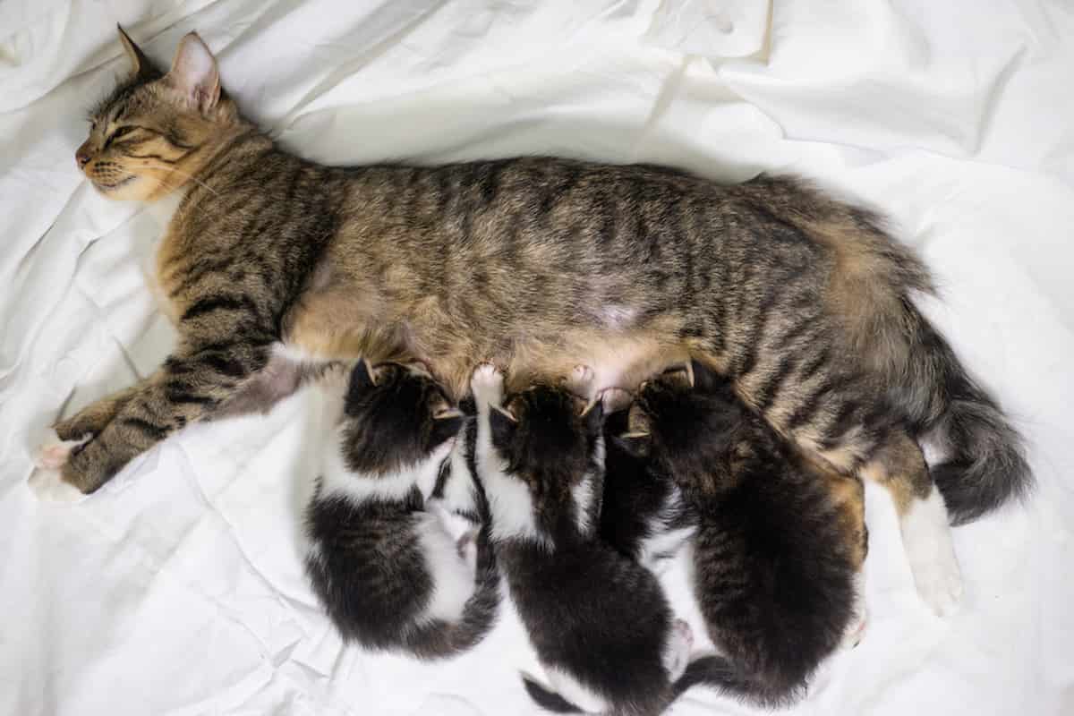 Why Do Cats Meow A Lot After Giving Birth 9 Revealing Reasons