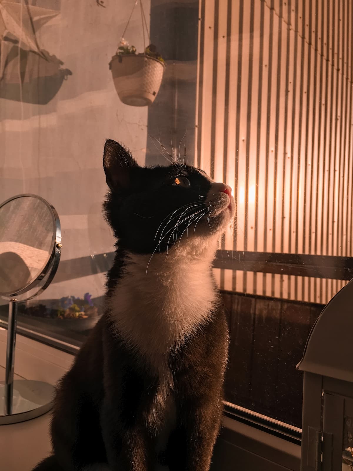 Why Does My Cat Only Cuddle At Night 10 Unique Reasons