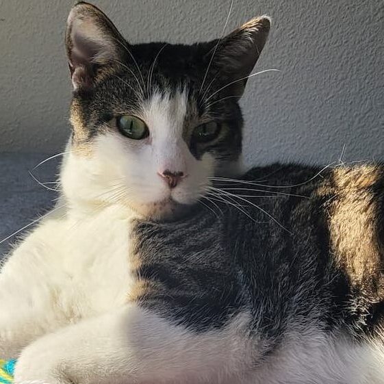 Can You Use Human Urine Test Strips for Cats The Answer