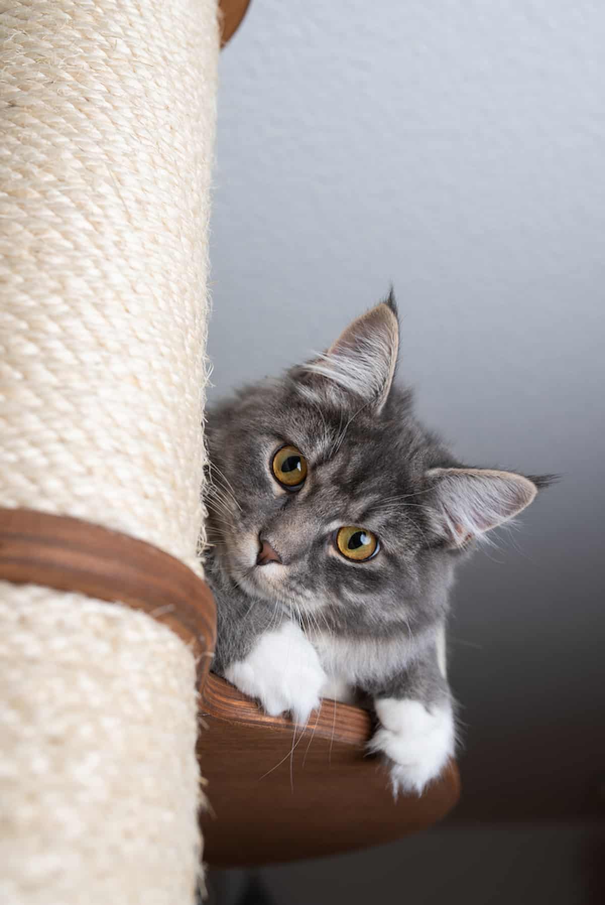 7 DIY Cat Tree Plans You Can Build Today – FAQcats.com