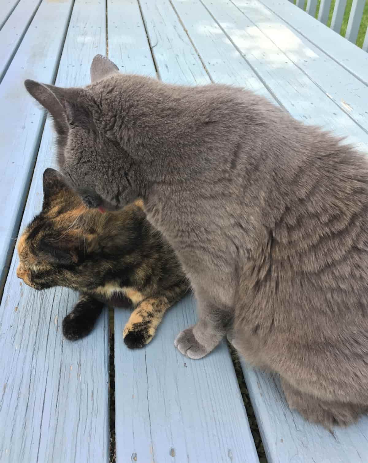 Why Are Some Cats Docile Here’s Our Take