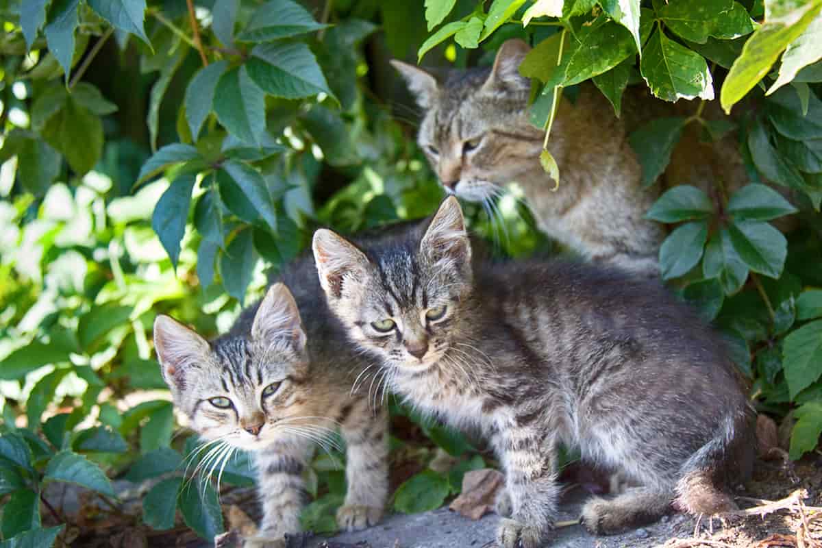 Do Feral Kittens Make Good Pets Factors To Consider