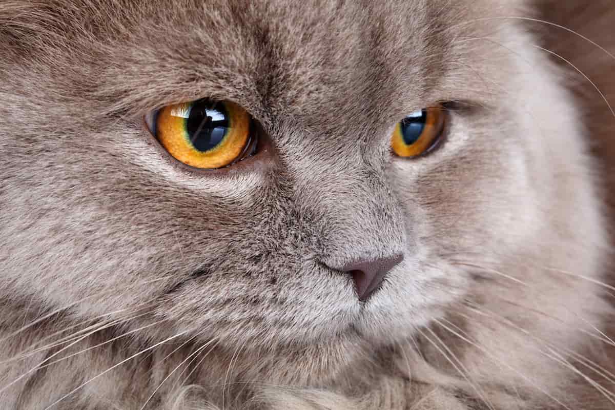 Cat With Orange Eyes 7 Breeds That Have Them!