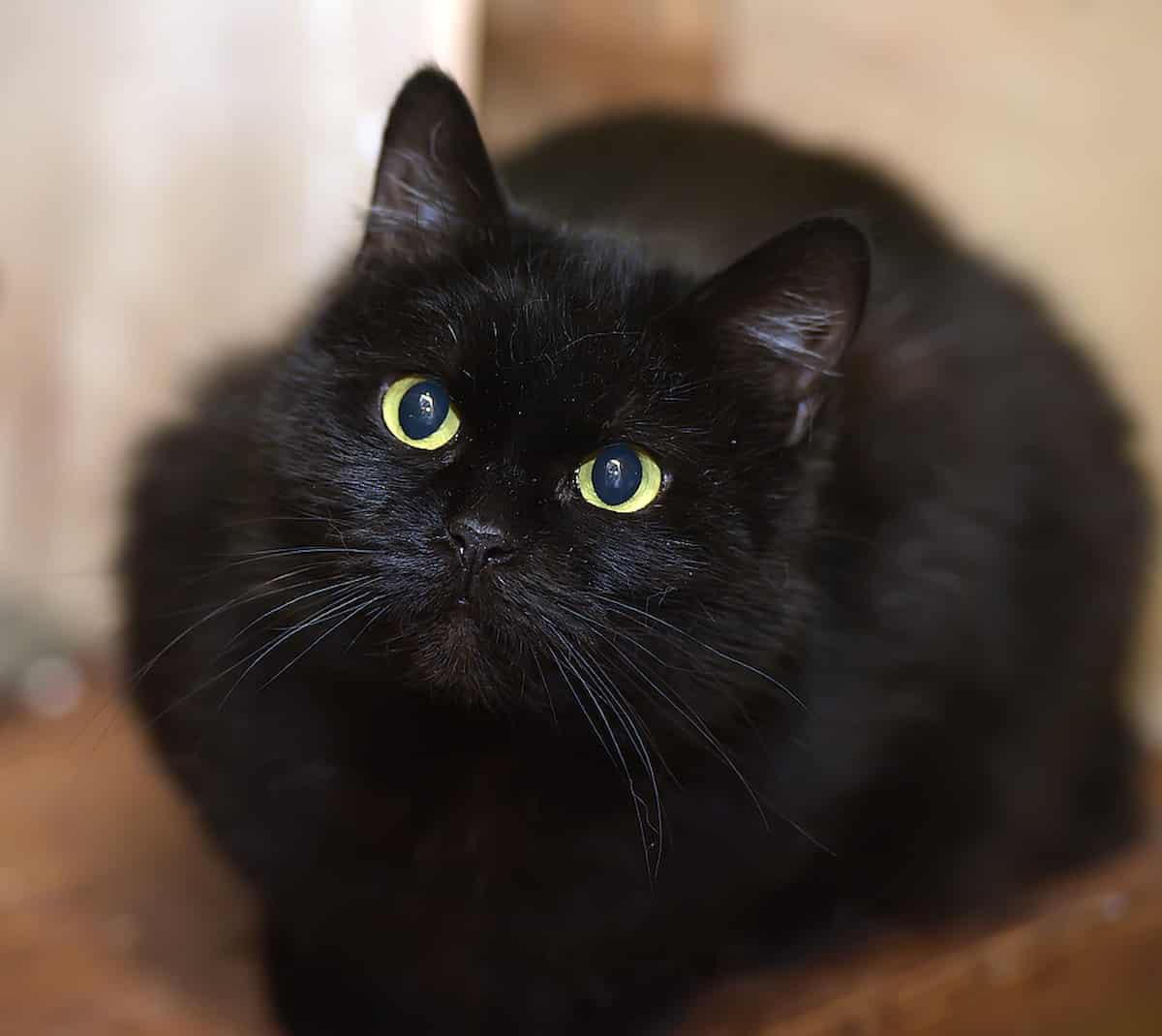Do Black Cats Meow More What You Should Know!