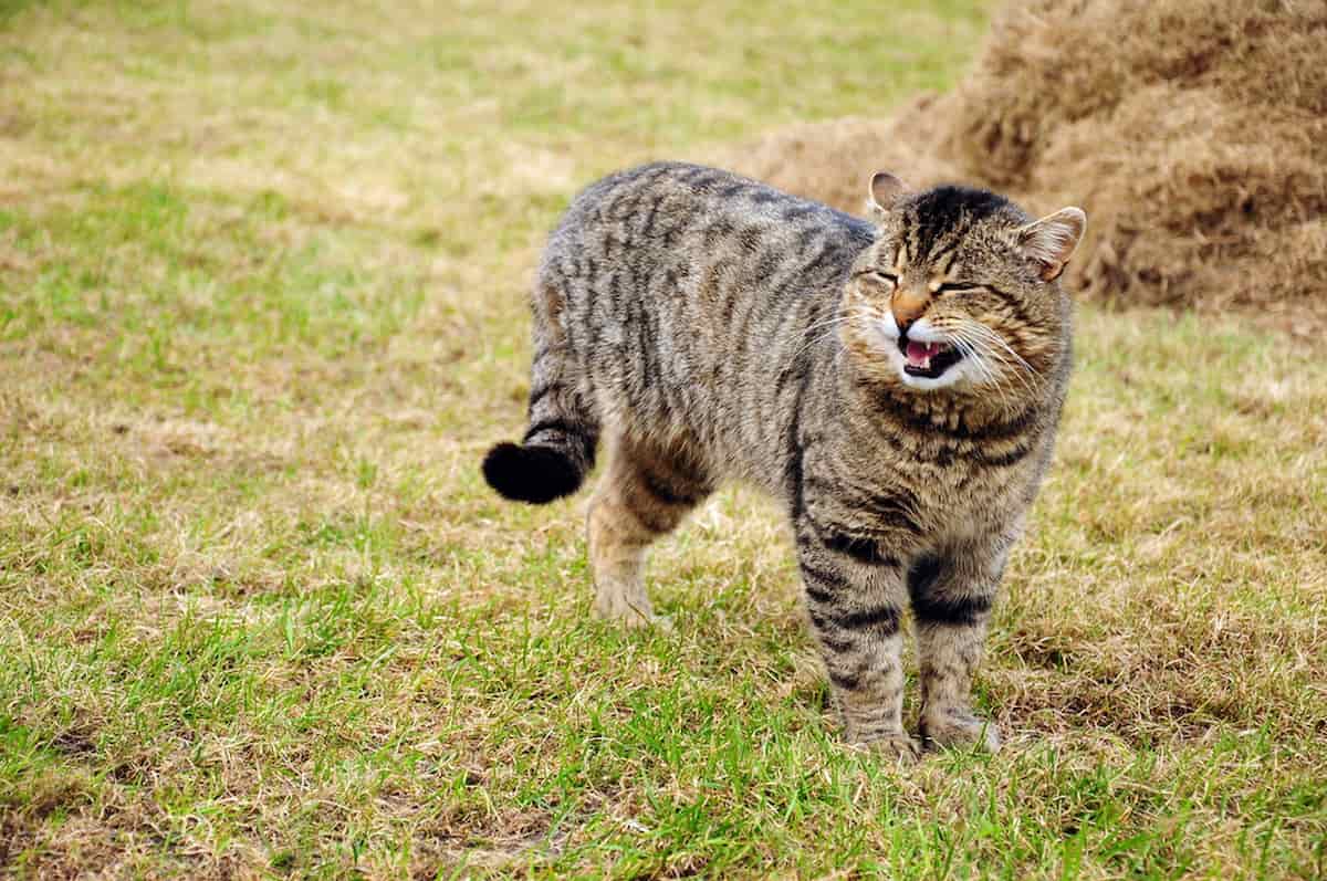 How Do You Train A Cat Not To Run Away Tips To Keep Them Safely At