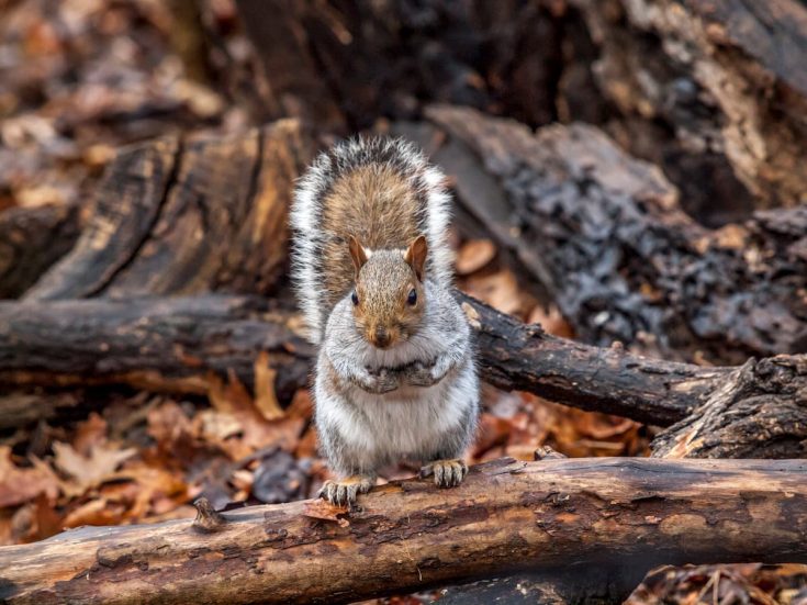 Do Cats Eat Squirrels What You Should Know!