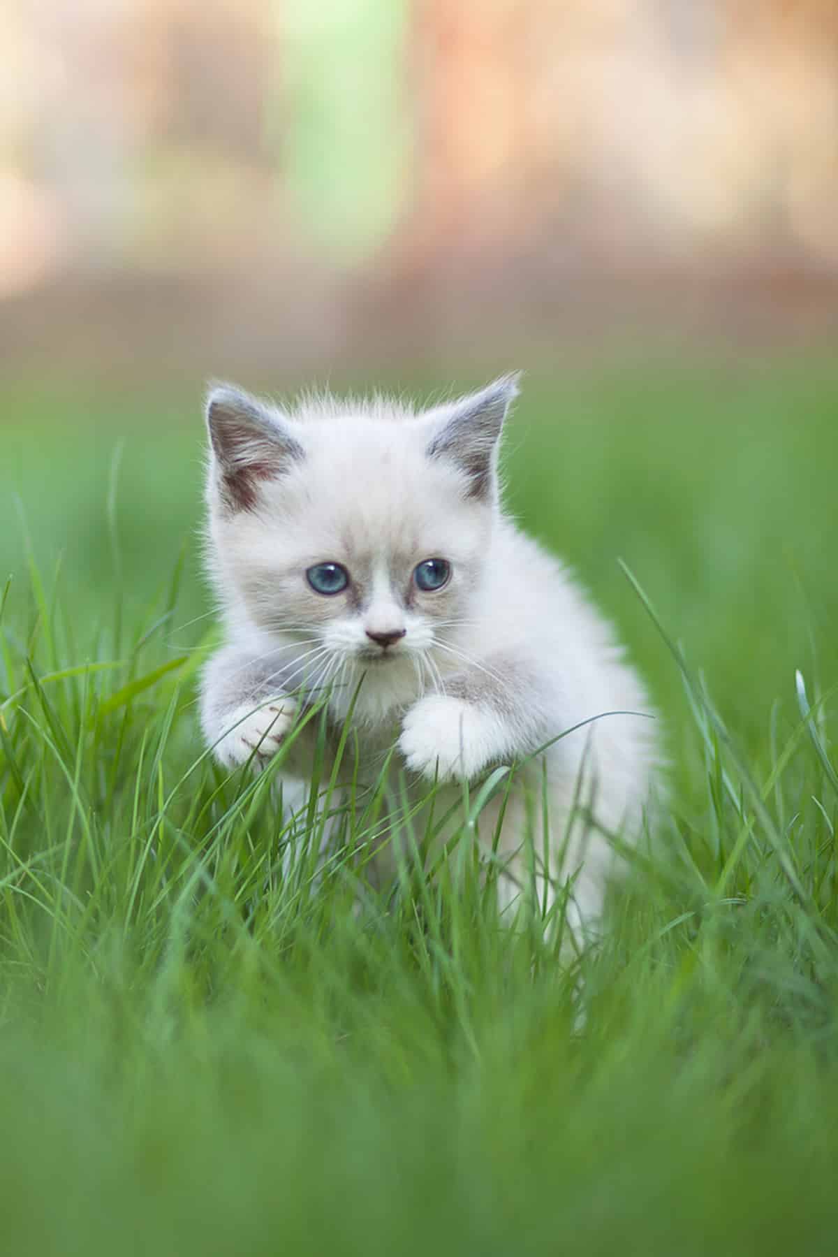 Do Kittens That Are Born White Stay White