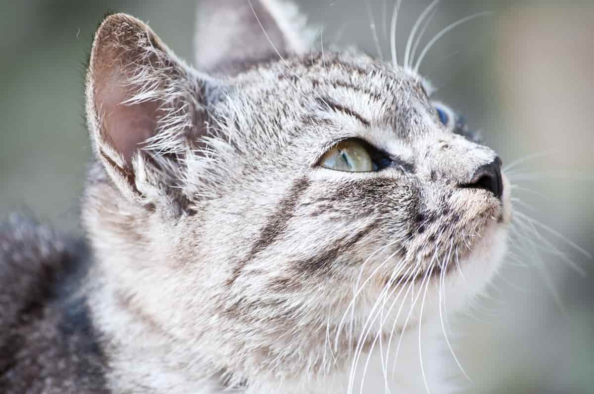 Why Do Cats Hate It When You Blow In Their Ear Explained