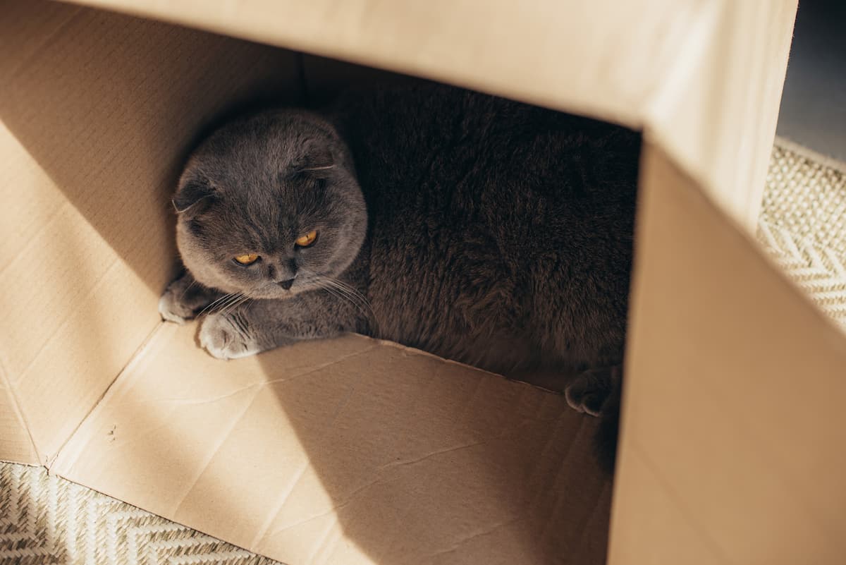 Why Does My Cat Chew Cardboard 6 Reasons!