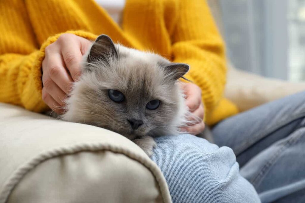 Why Doesn't My Cat Like Cat Treats at Phyllis Quinonez blog