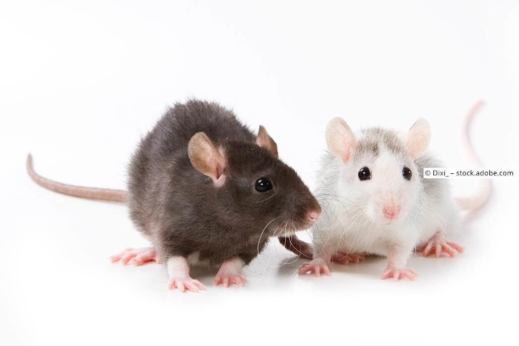 Rattennamen mit Bedeutung 🐭 für Männchen und Weibchen