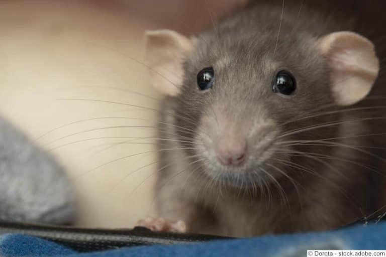 Gewicht und Größe bei Ratten ᐅ Was ist eigentlich normal?