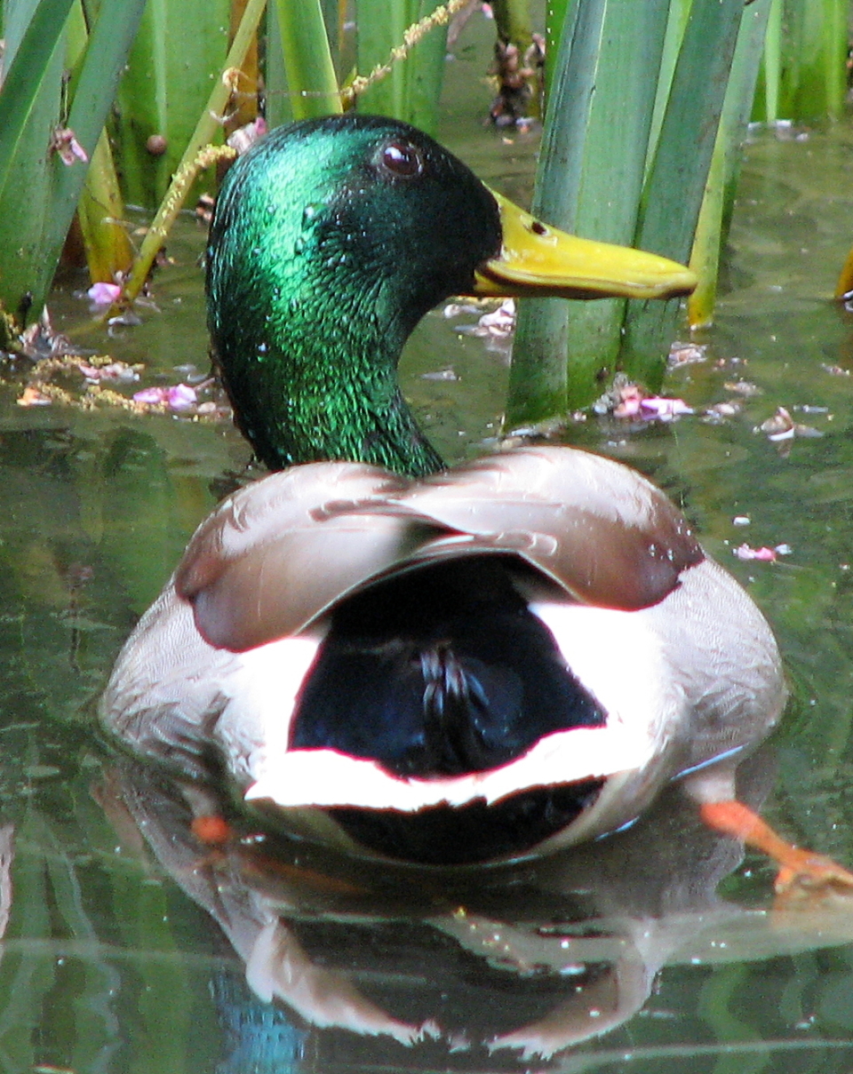 Fixing Purple Fringing and Chromatic Aberration with Darla's GIMP