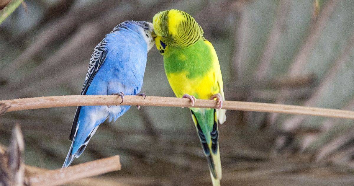 How To Comfort A Dying Budgie? Farewell Pet