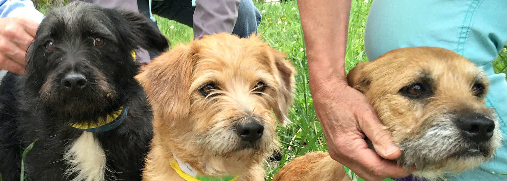 Small Dog For Adoption Colorado