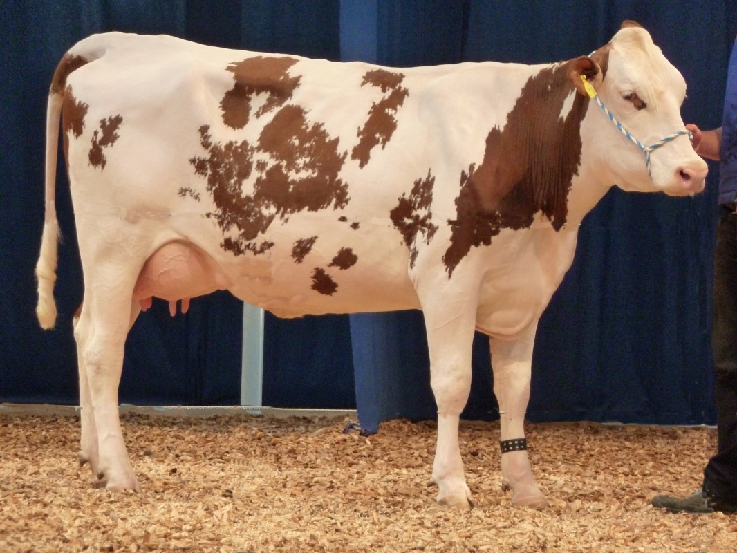 Farhat Export EN Breeding Cattle