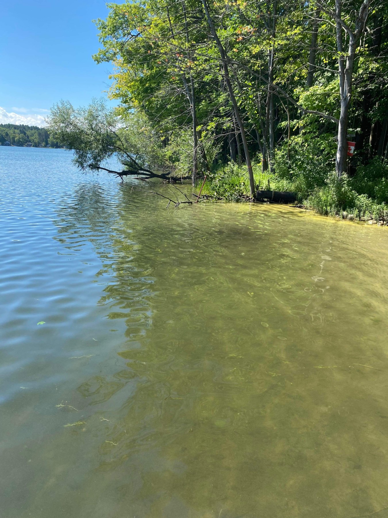 Blue Green Algae in Farlain Lake Farlain Lake Community Association