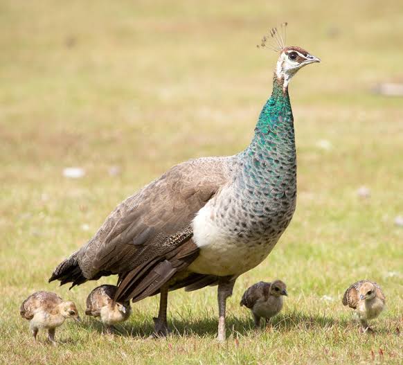 Peacock Eggs All You Need to Know Poultry Farm Guide