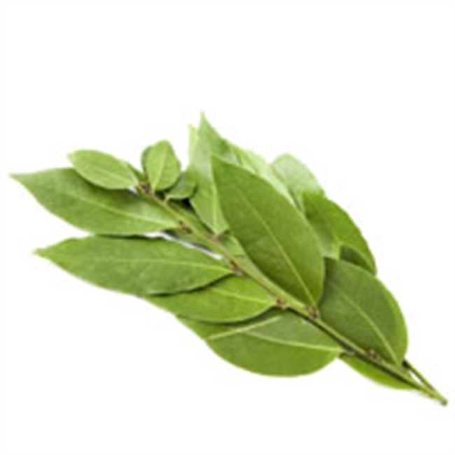 Fresh Bay Leaves, (bunch). Farm Direct