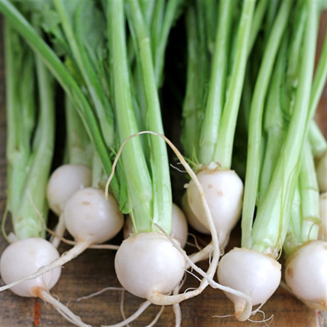 Baby Turnips, bunched (apx 10 head). Farm Direct