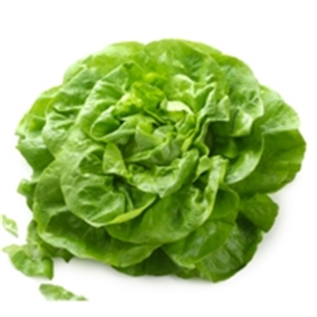 Farm Direct. Spring Green Lettuce